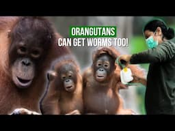 ORANGUTANS CAN GET WORMS TOO