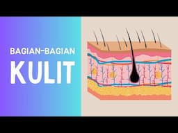 Bagian - Bagian Kulit dan Fungsinya #bagian #kulit #fungsi #bagiantubuh