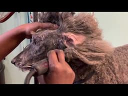 How to groom a full coated standard Poodle.