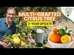 Multi Grafted Citrus Tree |  3-Year Update (Lemons, Limes & Kumquats)