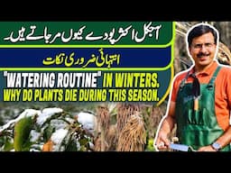 "Watering routine" in Winters | Why do plants die during this season | Gardening With Javed Iqbal