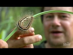 Estudio sobre la biodiversidad de Gorongosa | Video HHMI BioInteractive