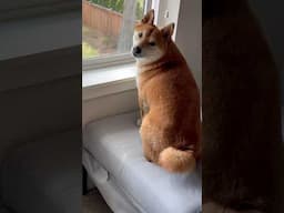 A wise Shiba thinking about life