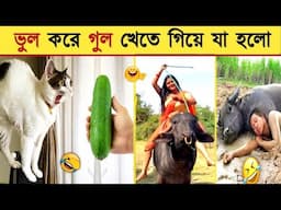 পশুদের মজার কর্মকান্ড ক্যামেরায় ধরা পড়া | Funny Animals Video 2022 (Part-97) | mayajaal