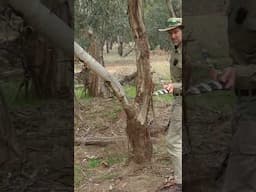 Aussie man with a hunting boomerang/throwstick hunts for rabbits again! TEASER