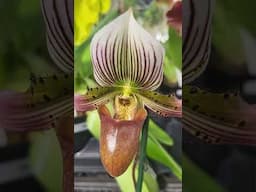 Paphiopedilum orchids at Palmer orchids.  www.palmerorchids.com @JustOneMoreOrchid