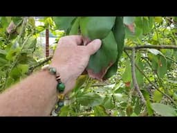 Avocado tree look like it's dying? This might be why....