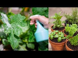 8 mẹo làm vườn thực tế cho những khu vườn nho nhỏ | 8 Practical Gardening Tips for Small Gardens