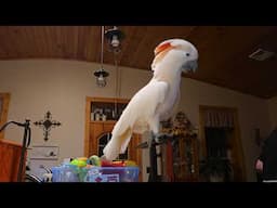 Using A Fabric Shaver With A Cockatoo!!!