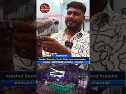 ஆப்பிரிக்க சாம்பல் கிளிகளின் தனித்தன்மை🦜 #greyparrot #birds #shorts #parrot #birdslover #birdsfarm