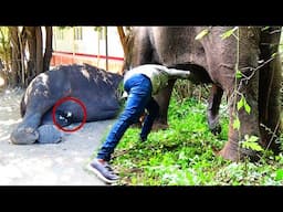 Elephant's Belly Abscess healed with the careful treatment received by the wildlife veterinarians