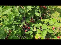 It's non stop harvest season in the zone 4 cold hardy permaculture food forest