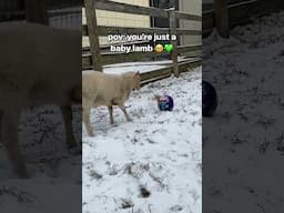 Born at Farm Sanctuary, Ashley lamb will grow up surrounded by love. 💚🥹 #cuteanimals #babyanimals