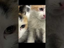 Mom and baby calico rescued from autobody shop