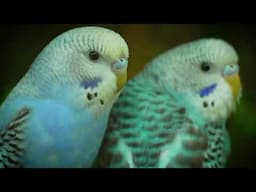 Budgie Bliss! MOST RELAXING Sounds to Calm Your Mind