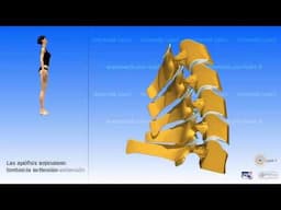 La columna cervical y la movilidad de la region cervical