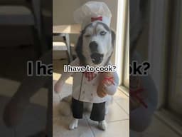 dressed up my dog as a chef 🧑‍🍳