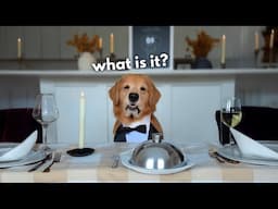 Dog Reviews Fancy Restaurant Food | Tucker Taste Test 25