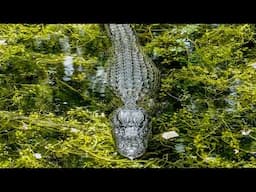 Alligators on the Loose: A Struggle to Restore Order | Our World