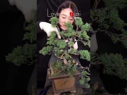 Artistic bonsai pruning techniques! #103 #lovebonsai #bonsai #bonsaiart #bonsaitree