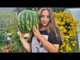 I Grew 100 KG of Watermelons with Only 8 Plants