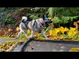 Fall Walk at the Dungeness Fish Hatchery with our Elkhound