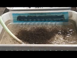 Incredible Tilapia Egg Incubation Process