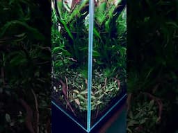 NATURE IN A GLASS CUBE | Detailed video link in Description #aquascape #plantedtank #freshwater