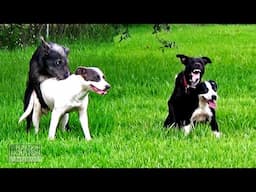 Dogs Are Crazy Multiplying in Houston Texas & What Is Anyone Doing About It?