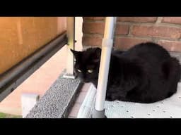 BAGI watches the street from his post #cat #vlog #subscribe #belgium #youtubeshorts