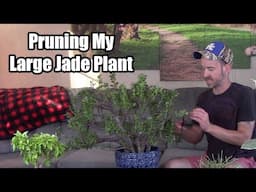 Pruning & Care for My Large Jade Plant (Crassula 'Crosby's Compact')