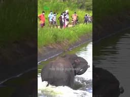 Mother Elephant Rescued from ZD Canal