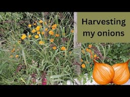 Harvesting my onions!