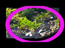 Feeding Shrimp To 10 Figure Eight Puffers Aquarium/Freshwater! How to Keep Tetraodon Biocellatus.