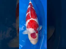 1st World Nishikigoi Show Grand Champion byDainichi Koi Farm 🥰♥️😍