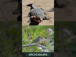 Why Crocodiles are More Bird than Reptile #wildlife #biology #science #crocodile