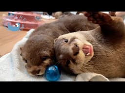 Otters Showing No Remorse After Breaking Toys