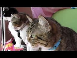 Three Cats Watch A Cheating Neighbour Get Caught Out - A Translation