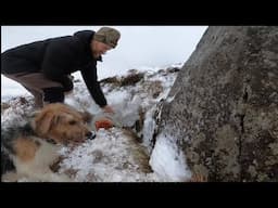 Working Dogs HUNTING Mink in Iceland. 2 Mink down Protecting the native wildlife.