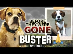 Buster | Before They Were Gone | The McCrudden Family Dog #Buster4Pres