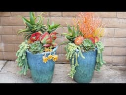 Planting Large Pots with Succulents