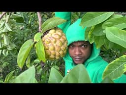 Eating Fresh Pick Fruit From The Country Side Of Jamaica With Jamaica Sunrise Tv Yard Man Style