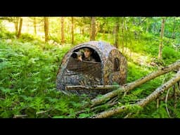 Peaceful evening in the woods of Maine (wildlife photography)