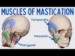 Muscles of Mastication (Chewing)