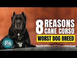 8 Reasons Cane Corso Might Just Be The Worst Dog Breed