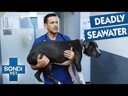 Dog's Life on the Line After Seawater Enters Lungs 😰 Season 10 Episode 6 | Bondi Vet