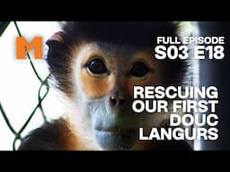 Rescuing An Endangered Species | Season 3 Episode 18 | Full Episode | Monkey Life