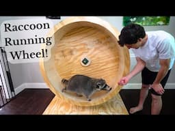 Building My Raccoons a Massive Running Wheel!