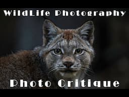 Dissecting My WILDLIFE Photography | Critiquing Your Own Images