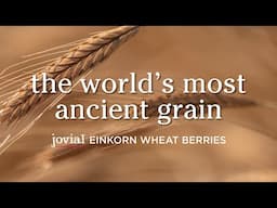 Jovial Einkorn Wheat Berries: The World's Most Ancient Grain